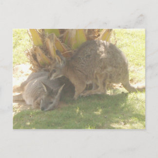 Kangaroo Postkarte