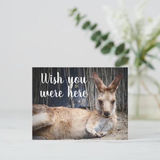 Kangaroo Postkarte (Stehend Vorderseite)