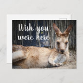 Kangaroo Postkarte (Vorne/Hinten)