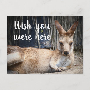 Kangaroo Postkarte