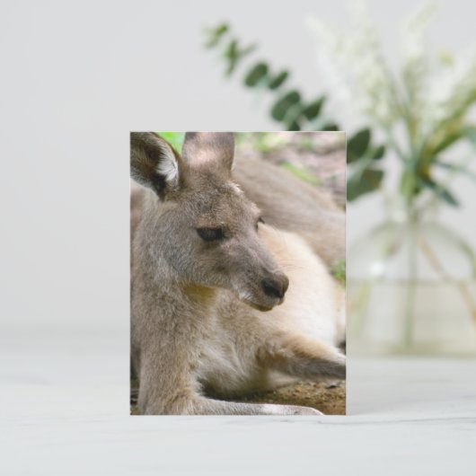 Kangaroo Postkarte (Stehend Vorderseite)