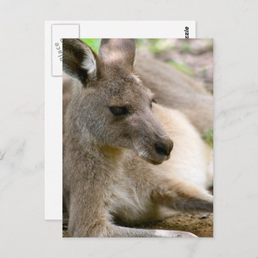 Kangaroo Postkarte (Vorne/Hinten)