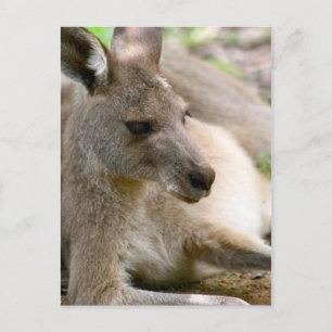 Kangaroo Postkarte