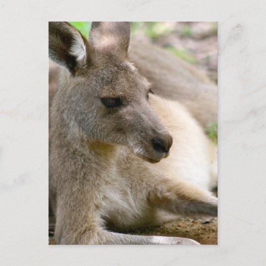 Kangaroo Postkarte (Vorderseite)