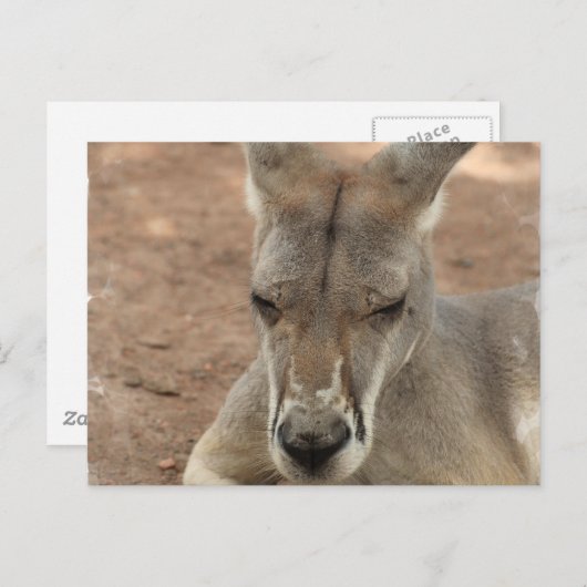 Kangaroo-Postkarten wiederherstellen Postkarte (Vorne/Hinten)