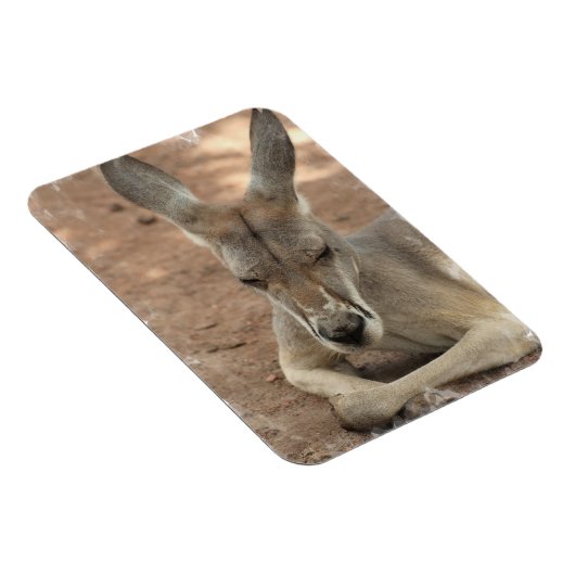 Kangaroo Premium Magnet (Rechte Seite)