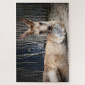 Kangaroo Puzzle (Vertikal)