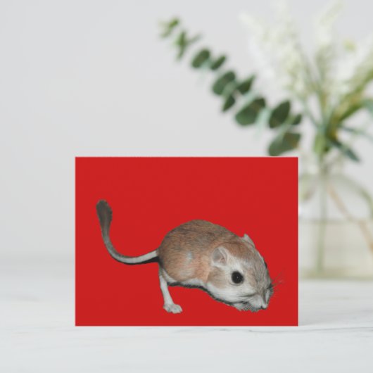 Kangaroo rat postkarte (Stehend Vorderseite)