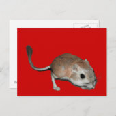 Kangaroo rat postkarte (Vorne/Hinten)