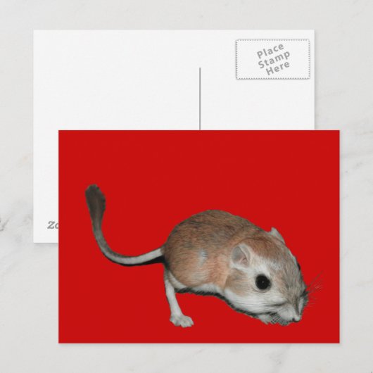 Kangaroo rat postkarte (Vorne/Hinten)