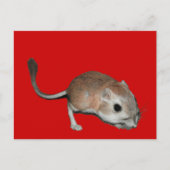Kangaroo rat postkarte (Vorderseite)
