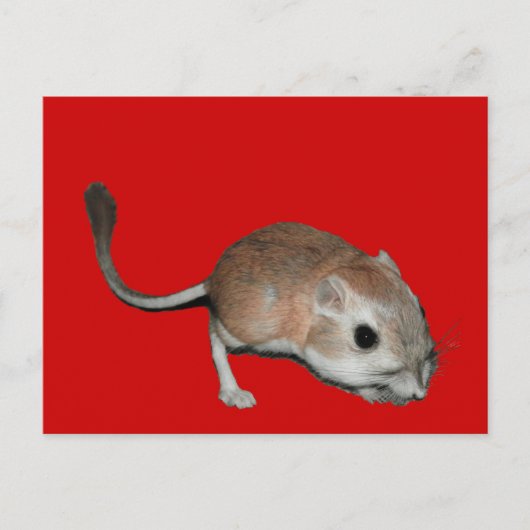Kangaroo rat postkarte (Vorderseite)
