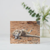 Kangaroo Rolling / Playing in der direkten Postkar Postkarte (Stehend Vorderseite)