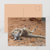 Kangaroo Rolling / Playing in der direkten Postkar Postkarte (Vorne/Hinten)