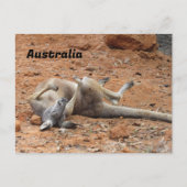 Kangaroo-Rolling / Playing Postkarte (Vorderseite)