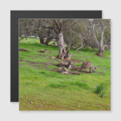 Kangaroo Siesta, Magnetkarte (Vorne/Hinten)