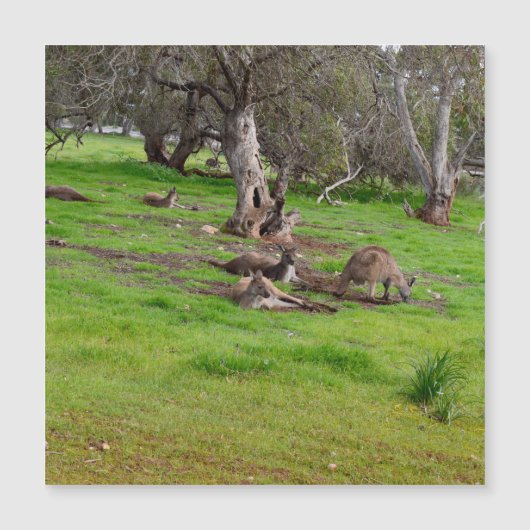 Kangaroo Siesta, Magnetkarte (Vorderseite)