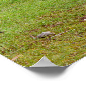 Kangaroo Siesta, Poster (Ecke)
