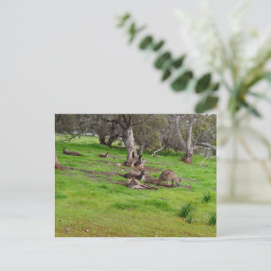 Kangaroo Siesta, Postkarte
