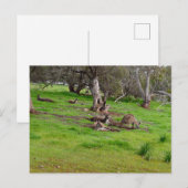Kangaroo Siesta, Postkarte (Vorne/Hinten)
