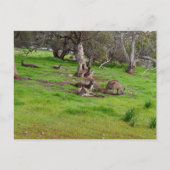 Kangaroo Siesta, Postkarte (Vorderseite)