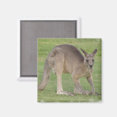 Kangaroo Square Magnet (Vorderseite/Rückseite)