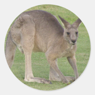 Kangaroo-Sticker Runder Aufkleber