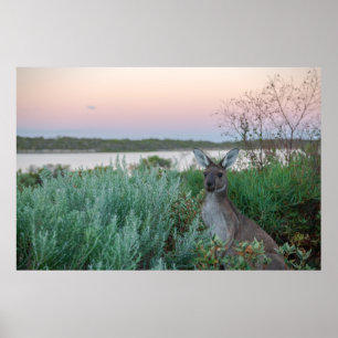 Kangaroo Sunset am Australischen See Poster