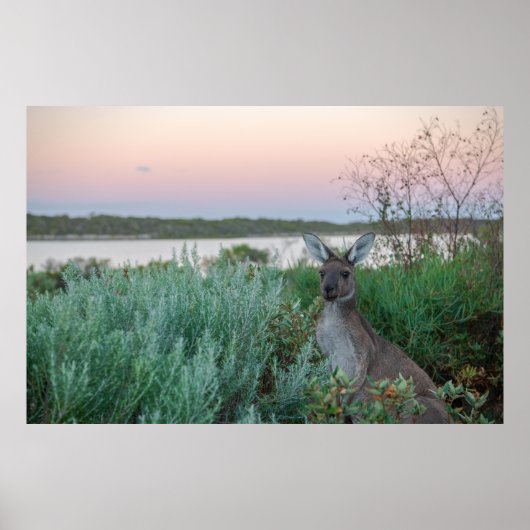 Kangaroo Sunset am Australischen See Poster (Vorne)