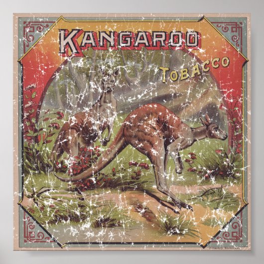 Kangaroo Tobacco 1900 erkrankt Poster (Vorne)
