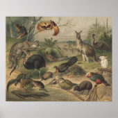 Kangaroo und Animal Friends in Australia Poster (Vorne)