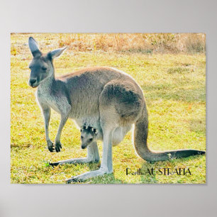 Kangaroo und Baby Poster