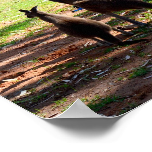 Kangaroo und ihre Joey, Poster (Ecke)