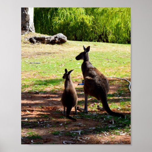 Kangaroo und ihre Joey, Poster (Vorne)