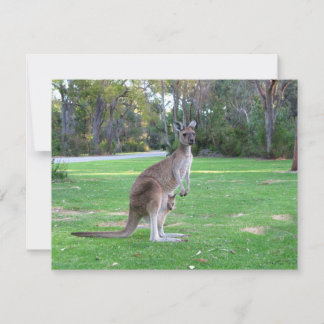 Kangaroo und Joey
