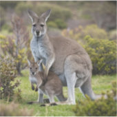 Kangaroo und Joey Aufkleber (Vorderseite)