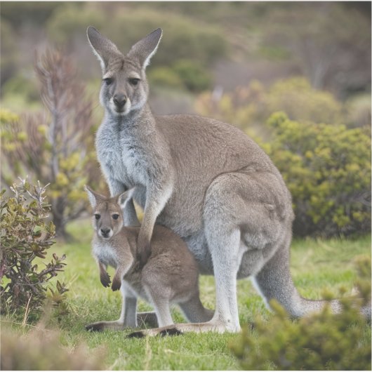 Kangaroo und Joey Aufkleber (Vorderseite)