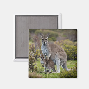 Kangaroo und Joey Magnet