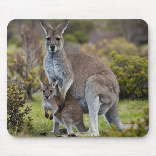 Kangaroo und Joey Mousepad (Vorne)