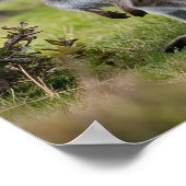 Kangaroo und Joey Poster (Ecke)