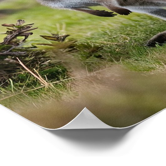 Kangaroo und Joey Poster (Ecke)