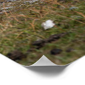 Kangaroo und Joey Poster (Ecke)