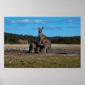Kangaroo und Joey Poster (Vorne)
