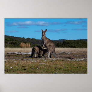 Kangaroo und Joey Poster