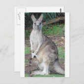 Kangaroo und Joey Postkarte (Vorne/Hinten)