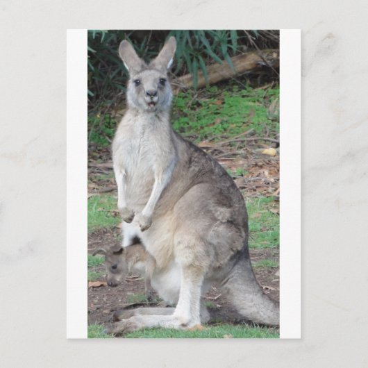 Kangaroo und Joey Postkarte (Vorderseite)