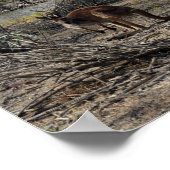 Kangaroo unterdessen auf dem Billabong, Poster (Ecke)