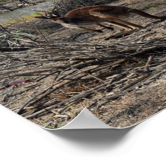 Kangaroo unterdessen auf dem Billabong, Poster (Ecke)