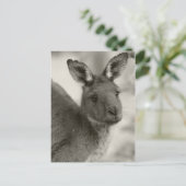 Kangaroo - Warrawong-Schutzgebiet Südaustralien Postkarte (Stehend Vorderseite)