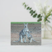 KangarooPostcard Postkarte (Stehend Vorderseite)